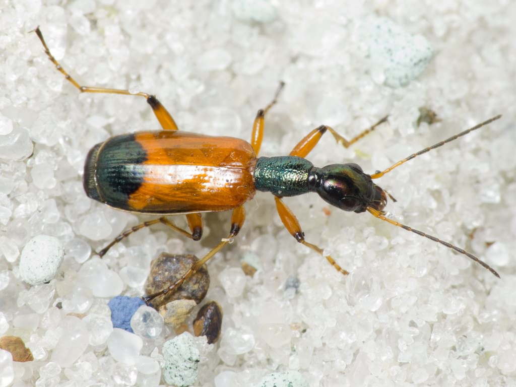 Odacantha melanura (Linnaeus, 1767)